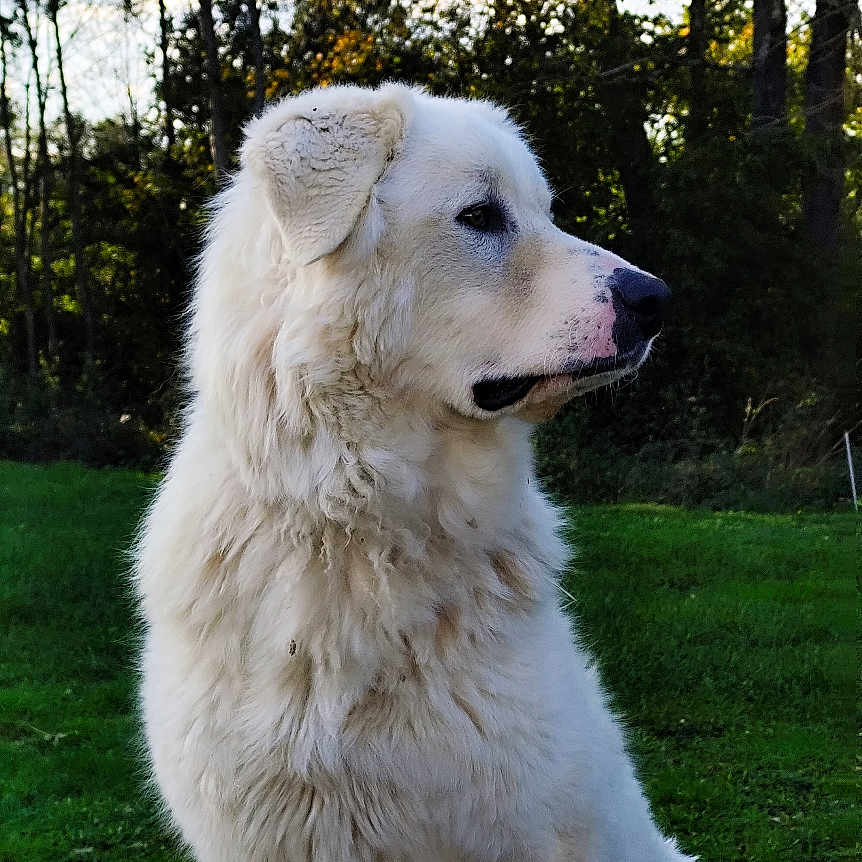 Huky participe au concours pour gagner de l'argent avec cette photo : animal, canine, chow, collie, dog, eskimodog, goldenretriever, grass, husky, labradorretriever, newfoundland, pet, plant, puppy, tree, treetrunk, whitedog