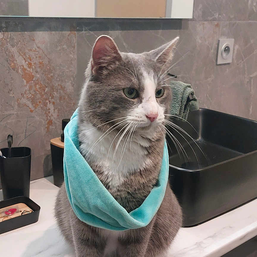 Pépito