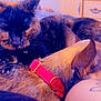 Boo is registered to the contest to win money with this photo: cat, dog, tortoiseshell_cat, small_dog, red_collar, snuggling, blue_surface, tattoo, resting, close_up, pet, cute, furry, animal, companion, indoor, relaxed, friendship, cozy, sleeping