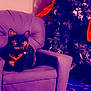 cat, tortoiseshell_cat, chair, armchair, christmas_tree, ribbon, holiday_decor, indoor, pet, feline, purple_chair, carpet, wall, shadow, decor, cozy, domestic, animal, seated, looking_up