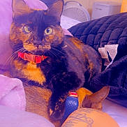 Boo is registered to the contest to win money with this photo: cat, dog, tortoiseshell_cat, collar, blanket, bed, pillow, indoor, pet, animal, feline, canine, resting, cozy, fur, ears, tattoo, fabric, comfort, cute