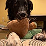 dog, black_dog, white_paws, plush_toy, toy, indoor, couch, patterned_couch, pet, animal, playful, close_up, brown_toy, green_toy, living_room, yellow_wall, paw, fur, cute, pet_toy