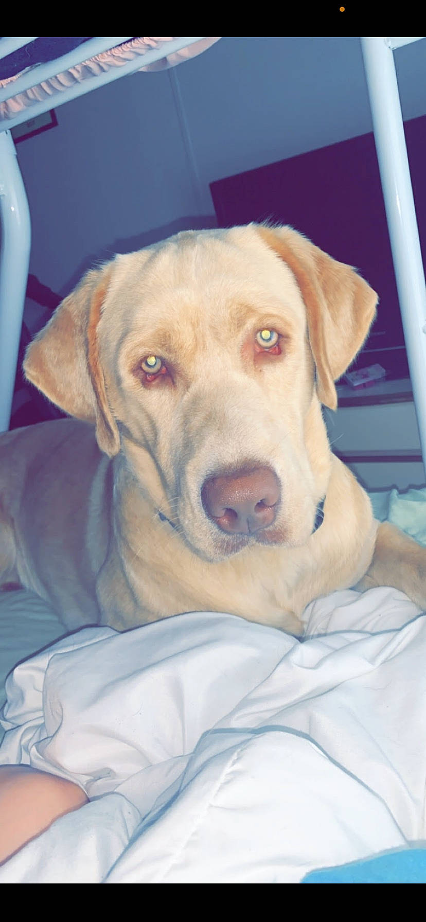 Dozer is registered to the contest to win money with this photo: beagador, canidae, carnivore, companion_dog, dog, dog_breed, fawn, hunting_dog, labrador_retriever, mammal, nose, puppy, retriever, sporting_group