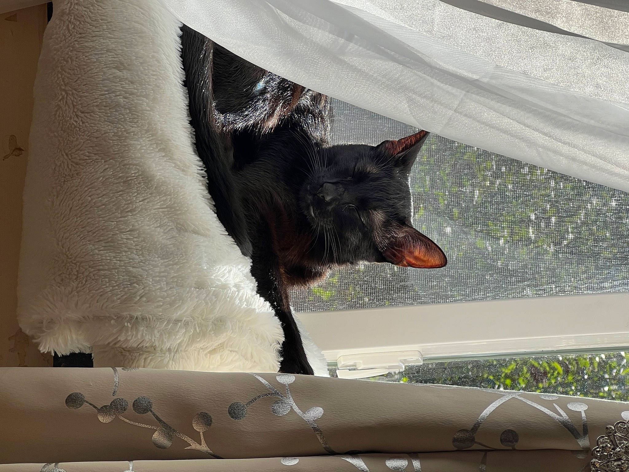 Shadow joined the competition — help win amazing prizes! automotive_exterior, automotive_window_part, carmine, carnivore, dog_breed, felidae, fur, glass, guard_dog, hood, linens, plant, small_to_medium_sized_cats, tail, tints_and_shades, tree, vehicle_door, whiskers, window, windshield