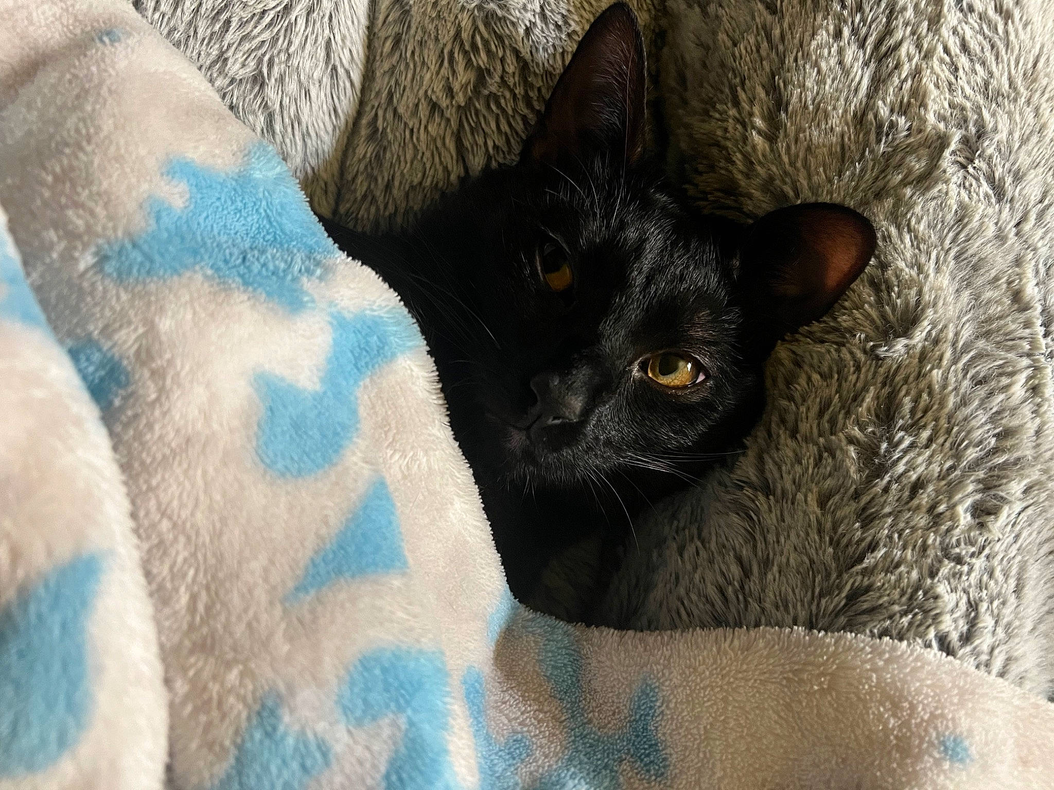 Shadow joined the competition — help win amazing prizes! black_cat, carnivore, cat, claw, comfort, domestic_short_haired_cat, electric_blue, felidae, fur, grey, havana_brown, pattern, russian_blue, small_to_medium_sized_cats, tail, terrestrial_animal, vertebrate, whiskers