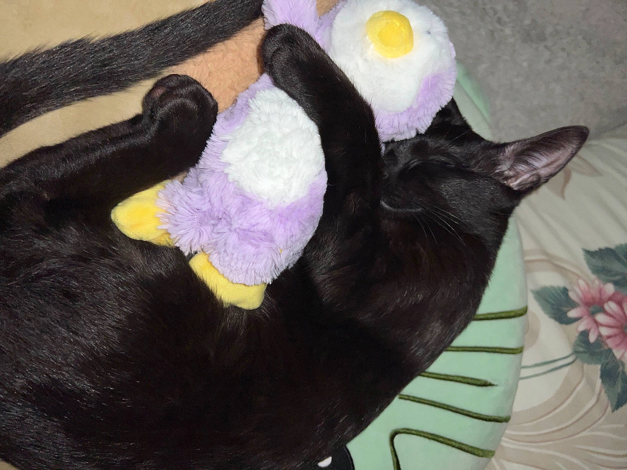 Shadow joined the competition — help win amazing prizes! black_cat, bombay, canidae, carnivore, cat, comfort, companion_dog, dog_breed, fawn, felidae, fur, magenta, pink, purple, small_to_medium_sized_cats, tail, toy, violet, wool, woolen