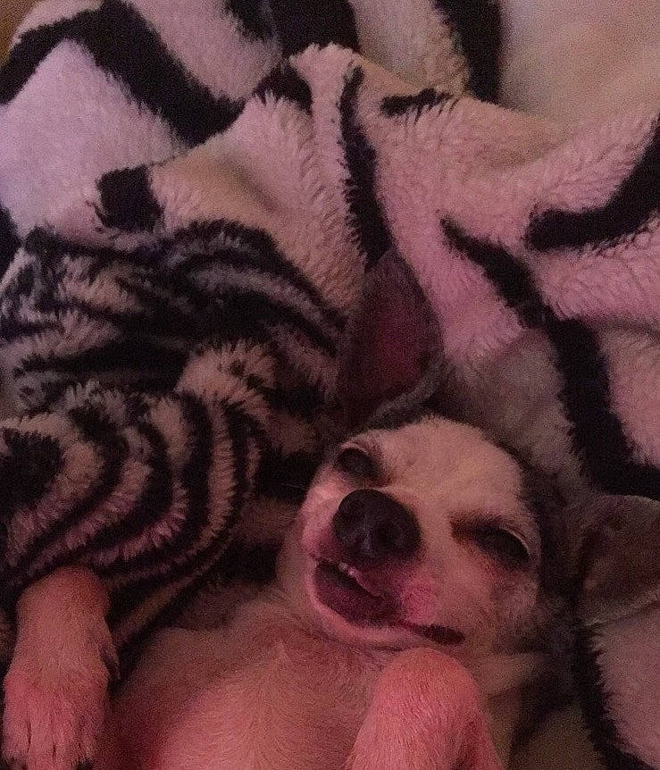 Casper joined the competition — help win amazing prizes! bengal_tiger, carnivore, close_up, comfort, companion_dog, dog, fawn, felidae, fur, linens, mammal, pattern, paw, siberian_tiger, snout, terrestrial_animal, textile, toy_dog, vertebrate, whiskers