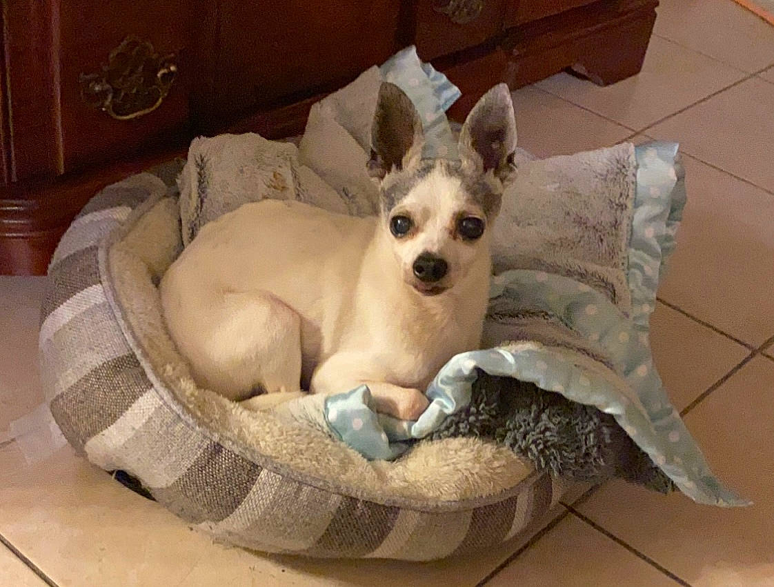 Casper is registered to the contest to win money with this photo: cabinetry, canidae, carnivore, comfort, companion_dog, couch, dog, dog_breed, dog_supply, fawn, felidae, linens, pet_supply, picture_frame, pillow, snout, sporting_group, toy_dog, whiskers, working_animal