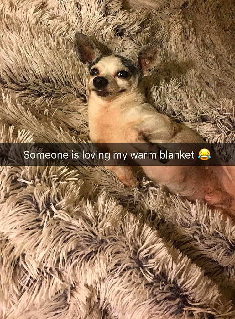 Casper is registered to the contest to win money with this photo: canidae, carnivore, companion_dog, dog, dog_breed, dog_supply, event, fawn, font, fur, hat, liver, natural_material, organism, pattern, snout, terrestrial_animal, toy_dog, whiskers, working_animal