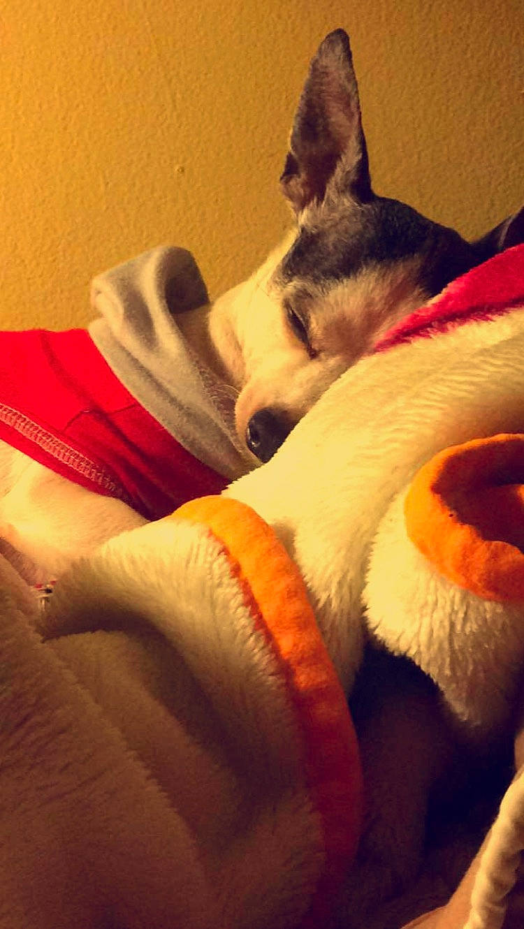 Casper is registered to the contest to win money with this photo: canidae, carmine, carnivore, cloud, comfort, companion_dog, couch, dog, dog_breed, fawn, felidae, fur, human_leg, paw, sky, small_to_medium_sized_cats, snout, sporting_group, tail, whiskers