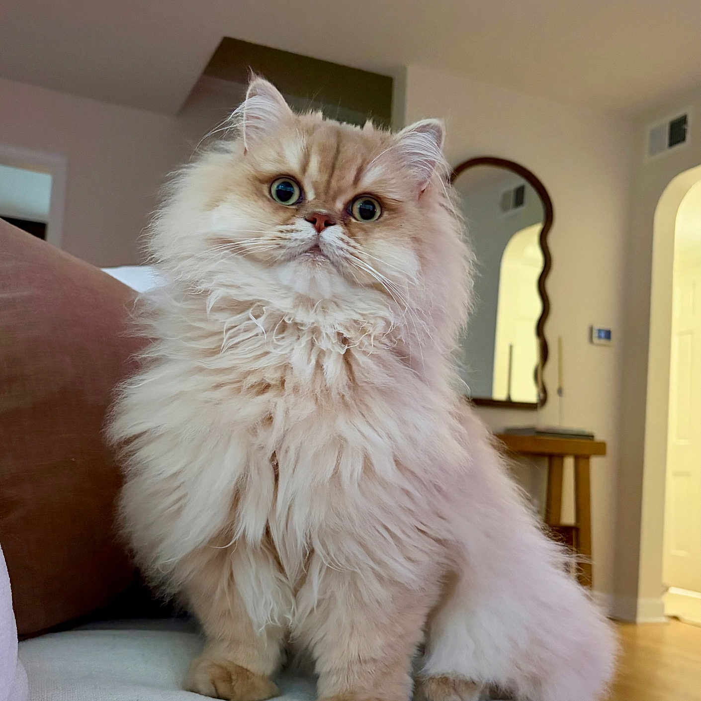 Yoshi joined the competition — help win amazing prizes! cat, fluffy, long_hair, indoor, pet, sitting, couch, furniture, mirror, home, curious, cute, animal, whiskers, ears, eyes, portrait, cozy, domestic, feline