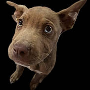 Lulah is registered to the contest to win money with this photo: dog, canine, pet, brown_fur, ears, eyes, close_up, portrait, animal, looking_up, cute, muzzle, whiskers, black_background, domestic_animal, nose, paws, fur, young_dog, friendly