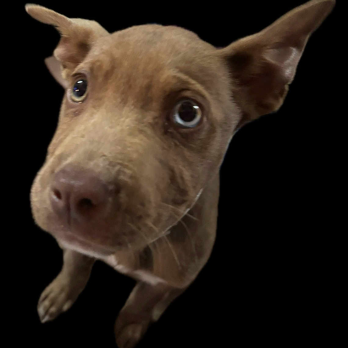 Lulah is registered to the contest to win money with this photo: animal, black_background, brown_fur, canine, close_up, cute, dog, domestic_animal, ears, eyes, friendly, fur, looking_up, muzzle, nose, paws, pet, portrait, whiskers, young_dog