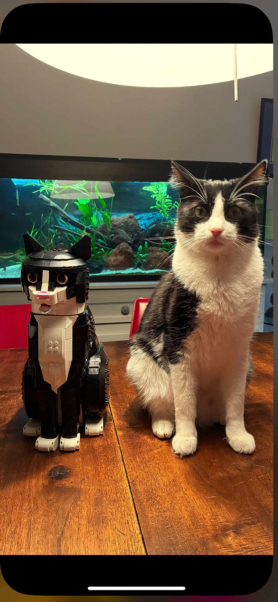 Beignet participe au concours pour gagner de l'argent avec cette photo : cat, lego, toy, table, aquarium, fish_tank, black_and_white, pet, indoor, wood, chair, plant, decor, animal, feline, model, sitting, closeup, household, cute