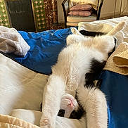 Beignet a rejoint le concours — aidez-le/la à gagner de superbes lots ! cat, black_and_white, stretching, bed, blanket, pillow, chair, cushions, fireplace, indoor, cozy, relaxed, feline, fur, home, comfort, pet, sleeping, cute, resting