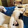 cat, black_and_white, stretching, bed, blanket, pillow, chair, cushions, fireplace, indoor, cozy, relaxed, feline, fur, home, comfort, pet, sleeping, cute, resting