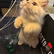 Julio participe au concours pour gagner de l'argent avec cette photo : kitten, cat, fluffy, curious, table, glass, green_glass, shopping_bag, indoor, pet, whiskers, paw, furniture, black_bag, light_fur, closeup, domestic_cat, soft, cute, playful
