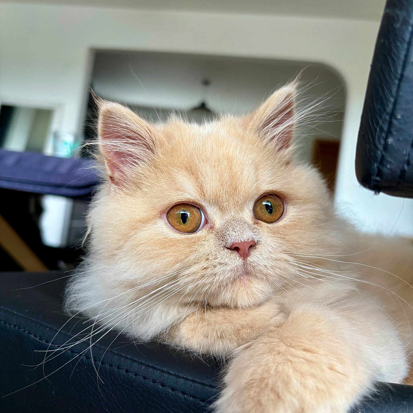 Julio participe au concours pour gagner de l'argent avec cette photo : cat, close_up, cream_colored, curious, cute, domestic_animal, feline, fluffy, house, indoor, leather, mammal, paw, pet, portrait, relaxed, resting, soft_fur, whiskers, wide_eyes