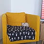 kitten, cat, sleeping, yellow_armchair, blanket, paw_prints, indoor, furniture, cozy, pet, resting, minimalist, floor, television, wooden_table, cushion, home, relaxation, cute, animal