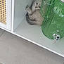 kitten, cat, blue_eyes, cabinet, white_furniture, green_water_dispenser, cactus_shape, curious, indoor, tile_floor, small_pet, hiding, cozy_spot, fur, cute, animal, domestic_cat, young_cat, resting, corner