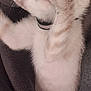 kitten, cat, paw, covering_face, sleepy, cozy, blanket, furry, cute, pet, domestic_cat, whiskers, collar, resting, indoor, soft, closeup, animal, mammal, relaxing