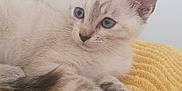 Yata participe au concours pour gagner de l'argent avec cette photo : kitten, cat, blue_eyes, fur, pet, animal, cute, yellow_blanket, texture, relaxing, indoor, close_up, whiskers, ears, paws, resting, young, feline, soft, calm