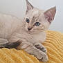 kitten, cat, blue_eyes, fur, pet, animal, cute, yellow_blanket, texture, relaxing, indoor, close_up, whiskers, ears, paws, resting, young, feline, soft, calm