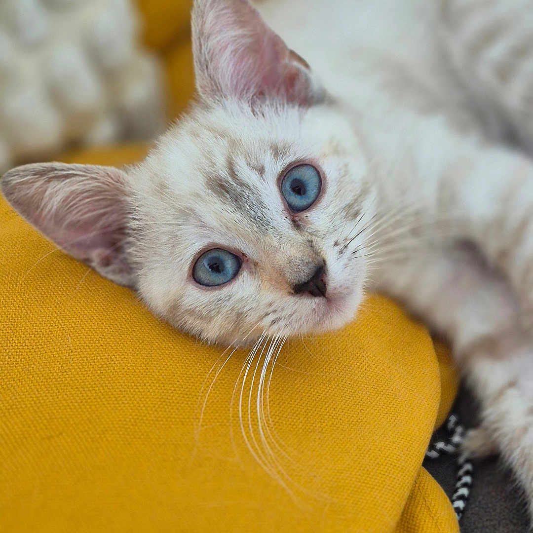 Yata participe au concours pour gagner de l'argent avec cette photo : animal, blue_eyes, cat, close_up, cozy, curious, cushion, cute, ear, fur, furniture, head, indoor, mustard_yellow, pet, portrait, relaxed, resting, soft_focus, whiskers