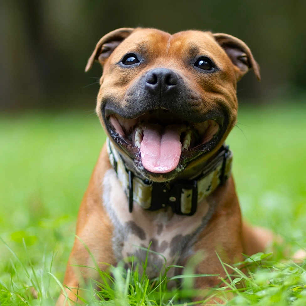 Tyson a rejoint le concours — aidez-le/la à gagner de superbes lots ! animal, brown, canine, closeup, collar, cute, dog, ears, friendly, grass, happy, lying_down, muzzle, nature, outdoor, pet, playful, smiling, tongue, tongue_out