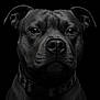 Tyson a rejoint le concours — aidez-le/la à gagner de superbes lots ! animal, black_and_white, canine, close_up, collar, dog, ears, expression, eyes, fur, headshot, isolated, looking_at_camera, monochrome, muzzle, nose, pet, portrait, studio_lighting, texture