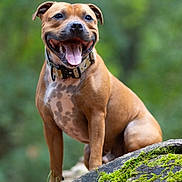 Tyson participe au concours pour gagner de l'argent avec cette photo : animal, brown, canine, closeup, collar, cute, daylight, dog, forest, friendly, happy, log, mammal, moss, nature, outdoor, pet, sitting, spot, tongue_out