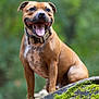 animal, brown, canine, closeup, collar, cute, daylight, dog, forest, friendly, happy, log, mammal, moss, nature, outdoor, pet, sitting, spot, tongue_out