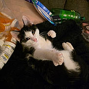 Lucifer joined the competition — help win amazing prizes! cat, kitten, black_and_white, tuxedo_cat, animal, pet, feline, lying_down, belly_up, paws, whiskers, pink_nose, green_eyes, fluffy, fur, couch, indoor, home, snacks, bottle