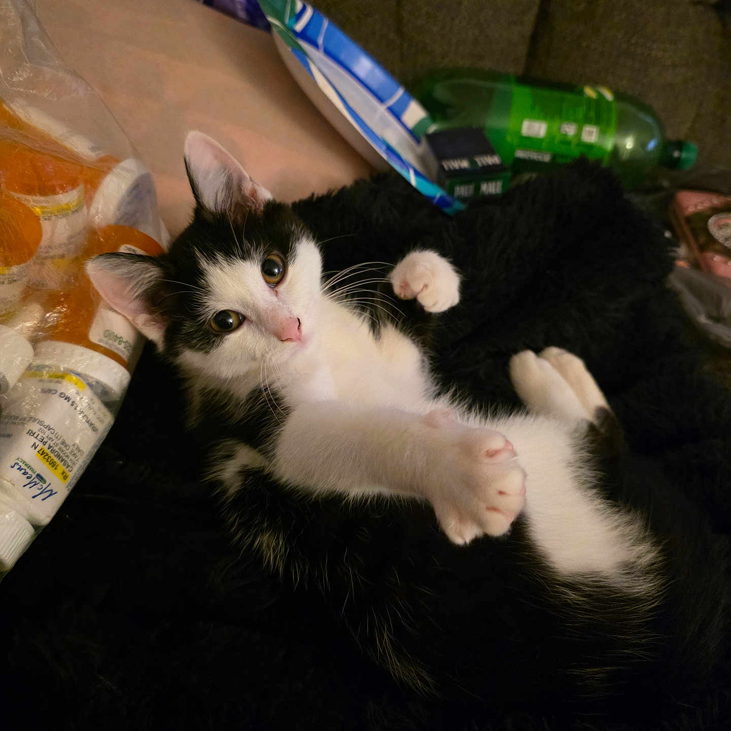 Lucifer joined the competition — help win amazing prizes! cat, kitten, black_and_white, tuxedo_cat, animal, pet, feline, lying_down, belly_up, paws, whiskers, pink_nose, green_eyes, fluffy, fur, couch, indoor, home, snacks, bottle