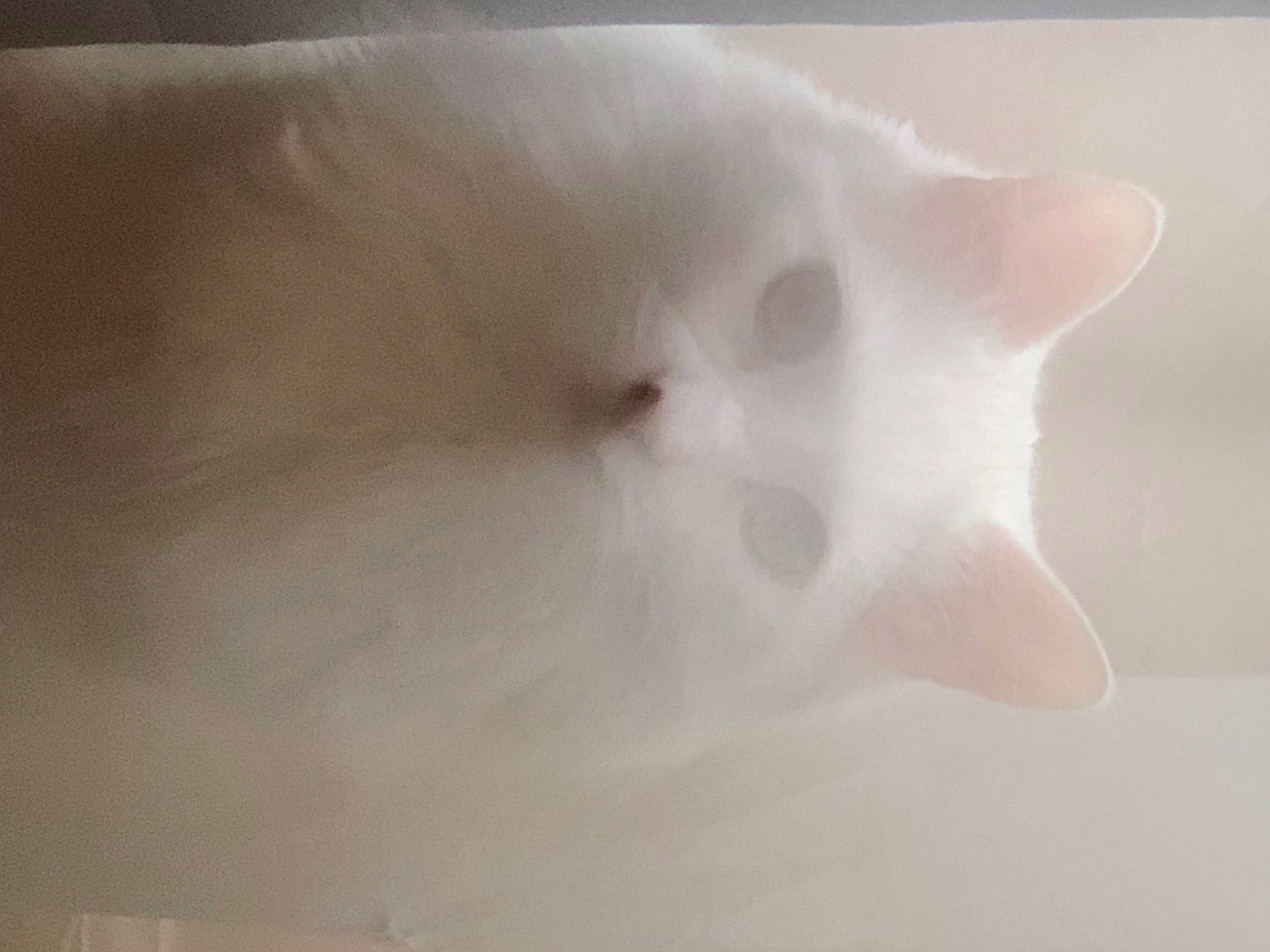 Falkor joined the competition — help win amazing prizes! carnivore, cat, ear, felidae, fur, sky, small_to_medium_sized_cats, snout, whiskers