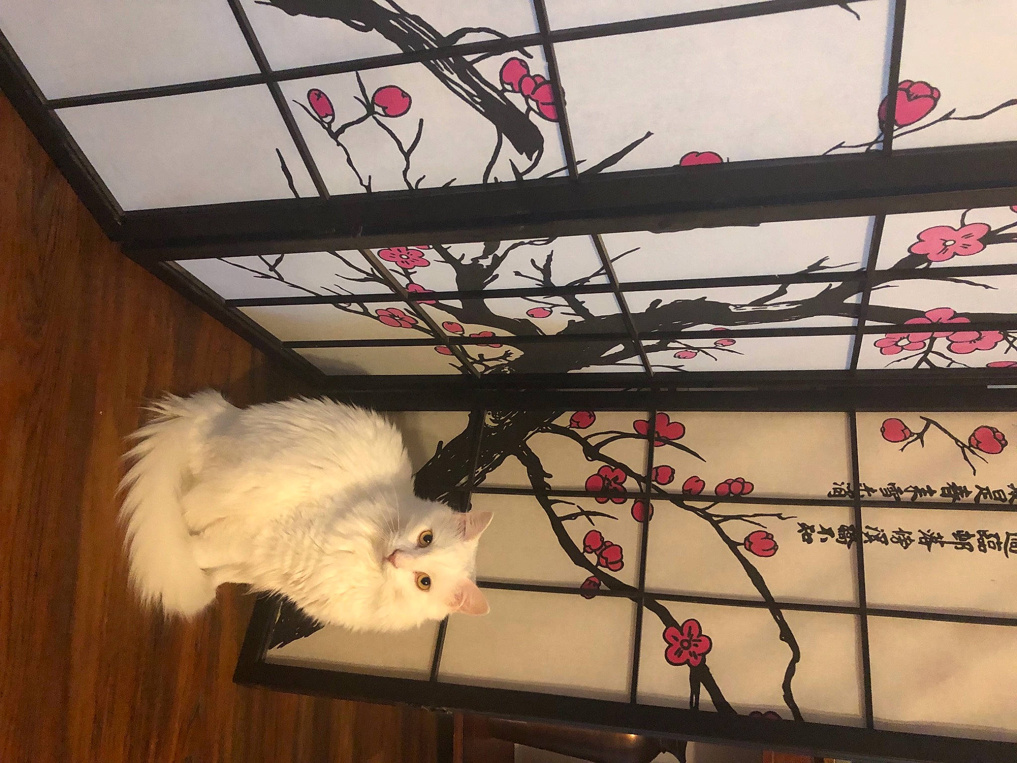 Falkor is registered to the contest to win money with this photo: art, cat, event, fawn, felidae, fur, line, plant, rectangle, rodent, room, small_to_medium_sized_cats, tail, tree, twig, vertebrate, visual_arts, whiskers, window, wood