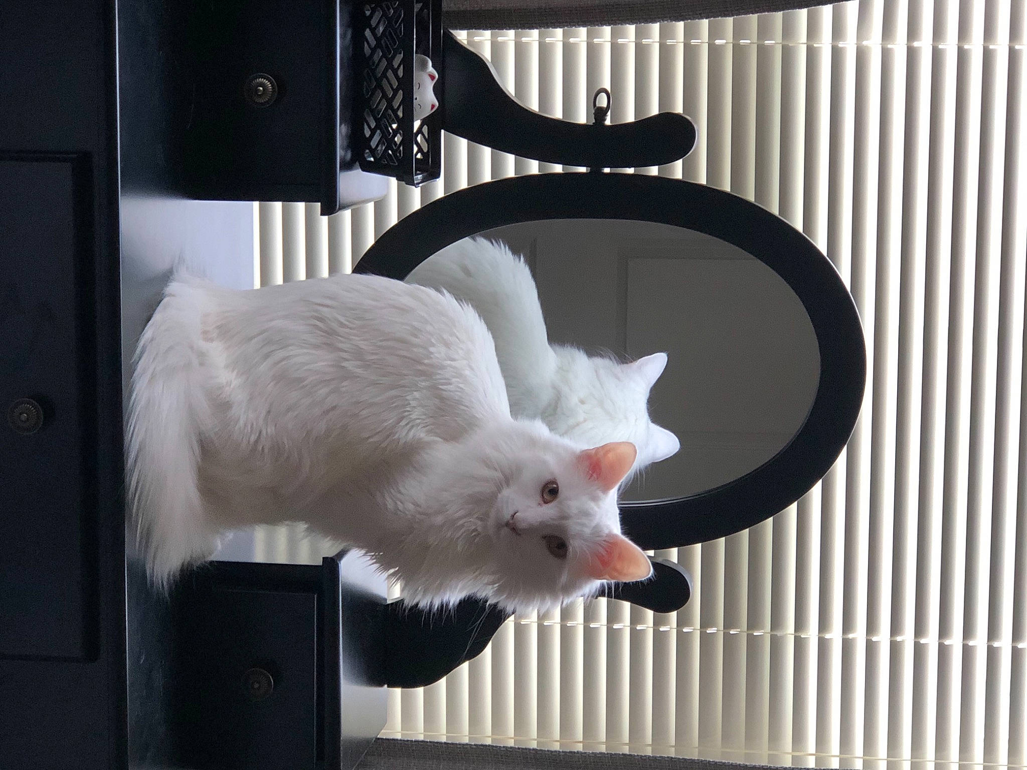 Falkor is registered to the contest to win money with this photo: carnivore, claw, companion_dog, fawn, felidae, fur, head, metal, paw, small_to_medium_sized_cats, snout, tail, terrestrial_animal, whiskers