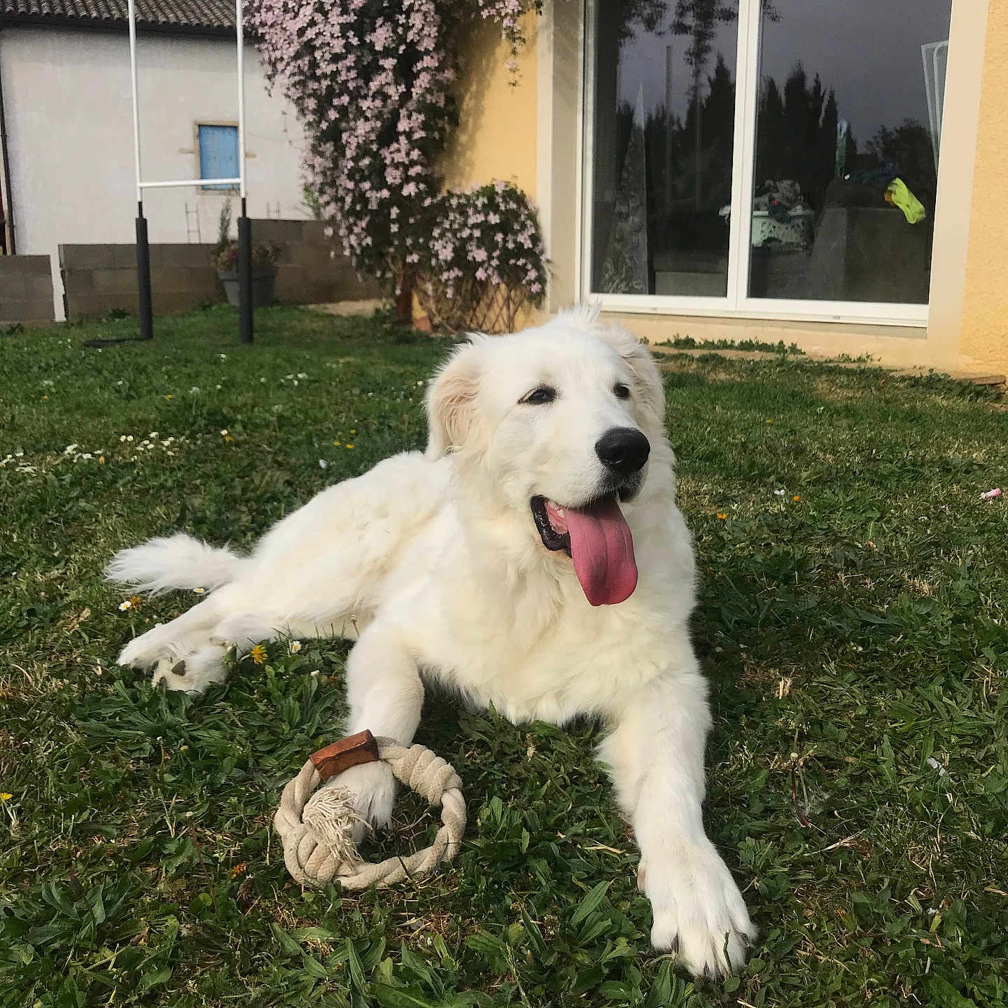Pumba a rejoint le concours — aidez-le/la à gagner de superbes lots ! canine, climbing_plants, daylight, dog, flowers, garden, grass, happy, house, nature, outdoor, pet, pink_flowers, relaxed, rope_toy, tongue_out, toy, white_dog, window, yellow_house