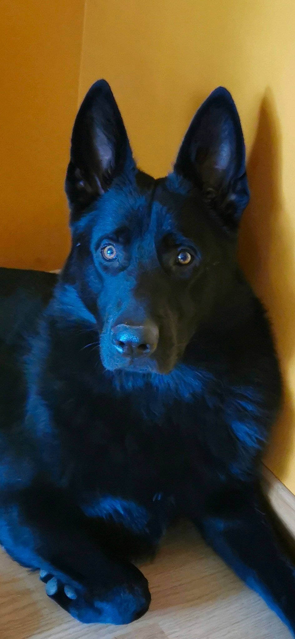 Spock a rejoint le concours — aidez-le/la à gagner de superbes lots ! art, canidae, carnivore, companion_dog, dog, dog_breed, electric_blue, fur, guard_dog, jaw, non_sporting_group, snout, sporting_group, terrestrial_animal, whiskers, working_animal, working_dog