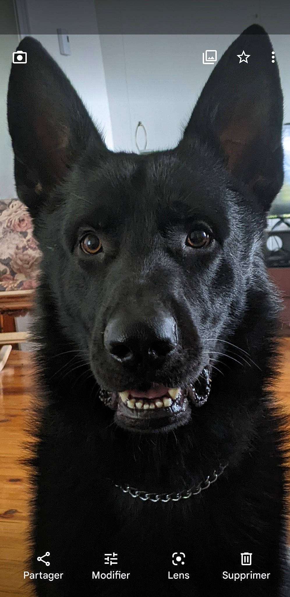 Spock a rejoint le concours — aidez-le/la à gagner de superbes lots ! canidae, carnivore, collar, companion_dog, dog, dog_breed, fur, non_sporting_group, snout, sporting_group, terrestrial_animal, whiskers, working_animal, working_dog