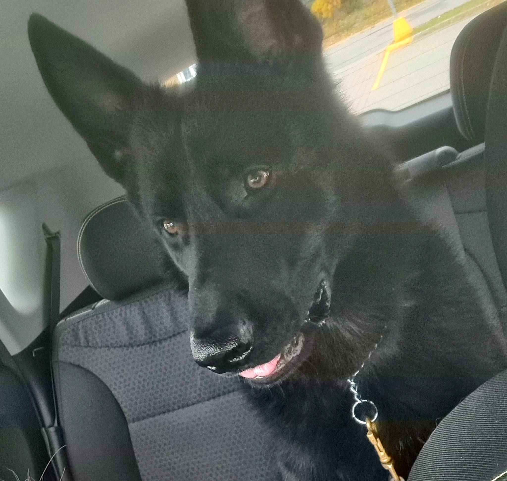 Spock participe au concours pour gagner de l'argent avec cette photo : auto_part, canidae, car, carnivore, collar, companion_dog, dog, dog_breed, dog_collar, ear, felidae, fur, guard_dog, plant, snout, sporting_group, vehicle, waste_container, whiskers, working_animal