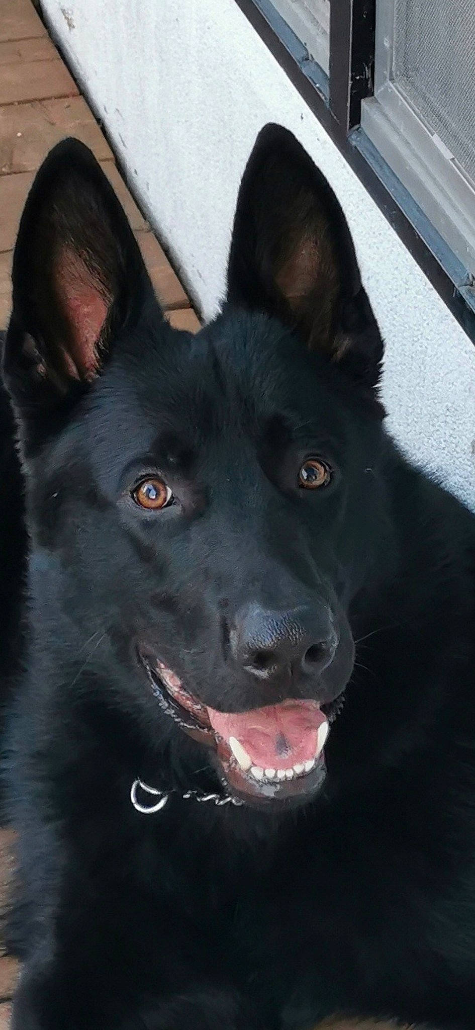 Spock a rejoint le concours — aidez-le/la à gagner de superbes lots ! canidae, carnivore, companion_dog, dog, dog_breed, electric_blue, eye, fur, jaw, non_sporting_group, snout, sporting_group, whiskers, working_animal, working_dog