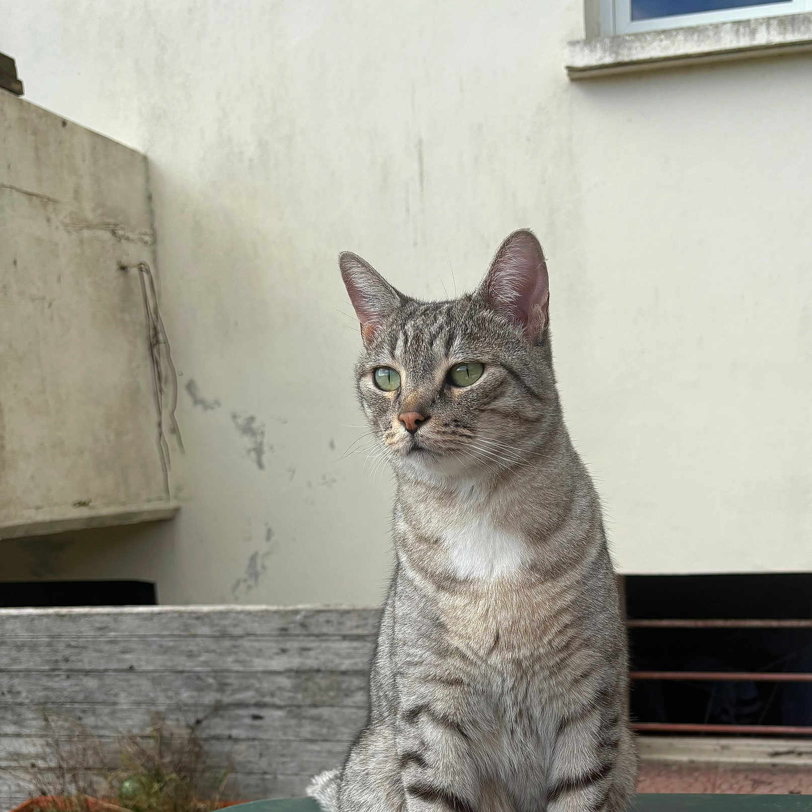Miou