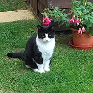 Molly is registered to the contest to win money with this photo: animal, black_and_white, cat, daylight, eyes, flowers, fur, garden, grass, greenery, nature, outdoor, pet, pink_flowers, plant, potted_plant, sitting, tail, whiskers, wooden_shed