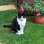 animal, black_and_white, cat, daylight, eyes, flowers, fur, garden, grass, greenery, nature, outdoor, pet, pink_flowers, plant, potted_plant, sitting, tail, whiskers, wooden_shed