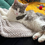Charly participe au concours pour gagner de l'argent avec cette photo : cat, fluffy, gray_and_white, blanket, couch, pillow, green, yellow, toy, mouse_toy, relaxed, indoor, pet, fur, pink_nose, whiskers, paw, cozy, resting, closeup