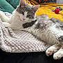 cat, fluffy, gray_and_white, blanket, couch, pillow, green, yellow, toy, mouse_toy, relaxed, indoor, pet, fur, pink_nose, whiskers, paw, cozy, resting, closeup