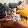 animal, black_shirt, cat, cozy, cushion, domestic, fluffy, furniture, gray_cat, green_cushion, human_hand, indoor, lap, person, pet, relaxing, resting, sofa, striped_shorts, yellow_cushion
