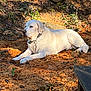 dog, white_dog, outdoor, sunlight, leaves, soil, rocks, nature, relaxed, lying_down, collar, peaceful, pet, animal, daylight, ground, resting, canine, flora, shadows
