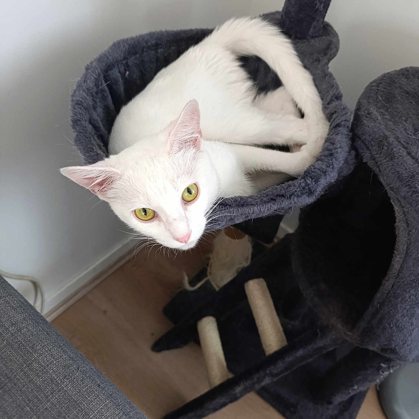 Câline a rejoint le concours — aidez-le/la à gagner de superbes lots ! abyssinian, angora, animal, armchair, bag, bed, blanket, cat, chair, clothing, couch, furniture, hardwood, kitten, knitwear, manx, pet, siamese, sweater, wood
